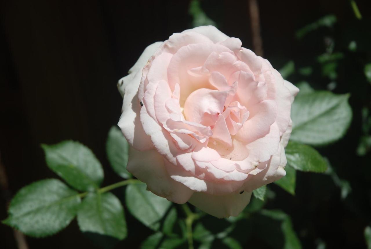Rose Garden Mezzanine Bed & Breakfast จีแวร์นี ภายนอก รูปภาพ